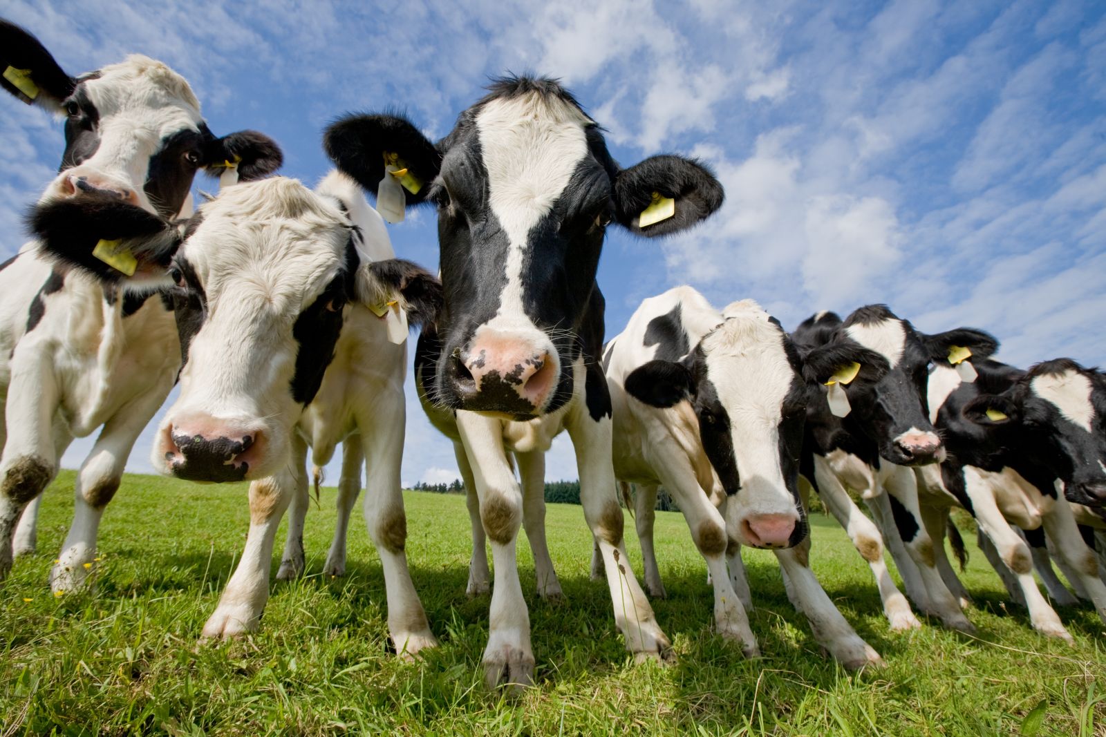 Close up cows in field by lightstock via iStock